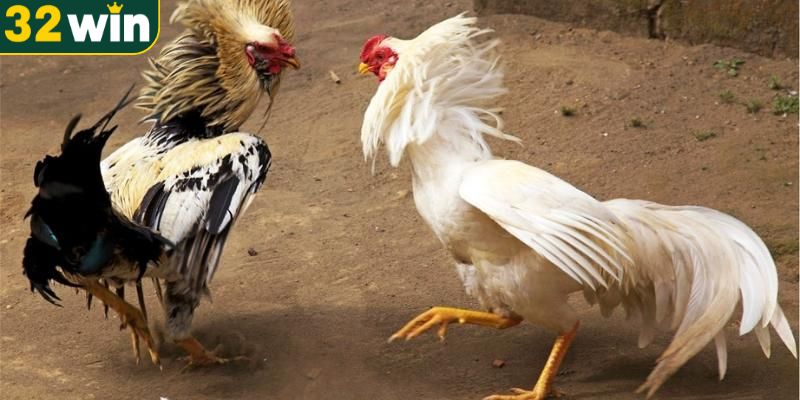 Bật mí kinh nghiệm đặt cược đá gà giành chiến thắng lớn