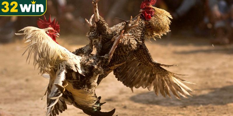 Đá gà trực tuyến - Bộ môn giải trí đầy gây cấn