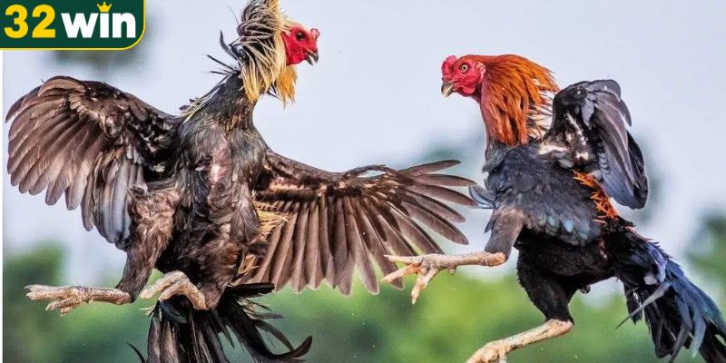 Khám phá sân chơi đá gà Campuchia đẳng cấp