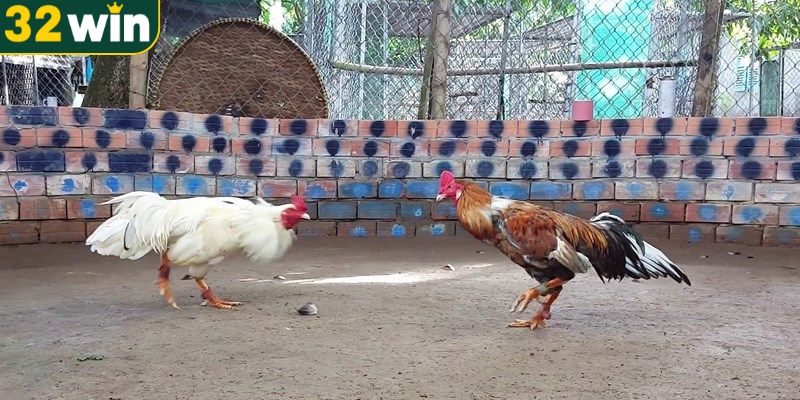 Kinh nghiệm chơi đá gà trực tuyến bất bại dành cho tân thủ