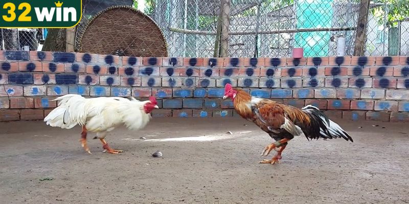 Phát sóng trực tiếp nhiều trận đấu đá gà khác nhau