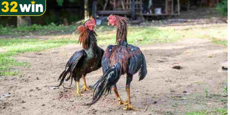 Tìm hiểu thông tin về bộ môn đá gà cựa sắt