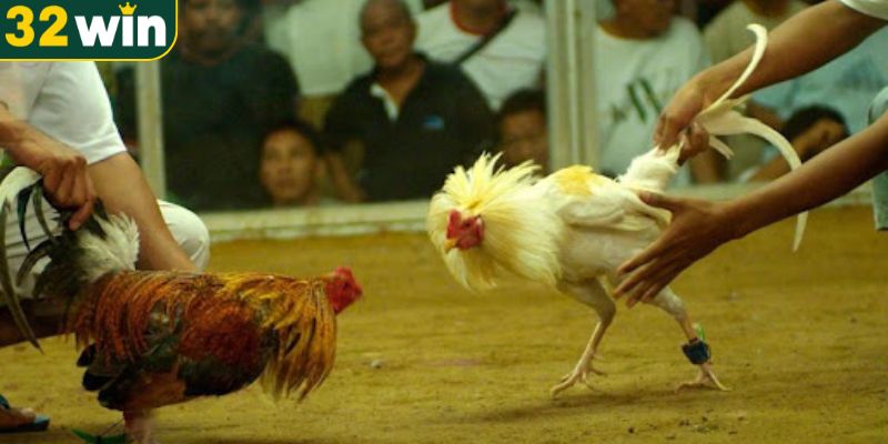 Tổng hợp loại hình thi đấu đá gà Campuchia tại 32WIN